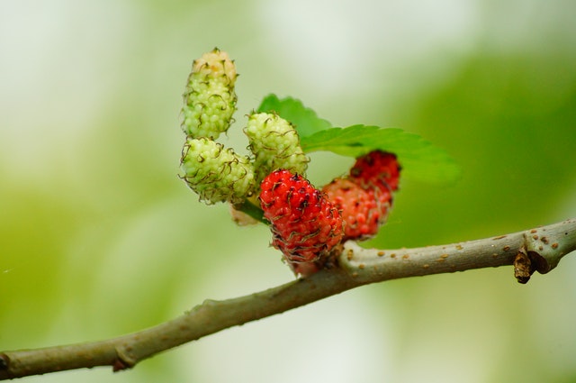 Mulberry grown as an animal fodder crop