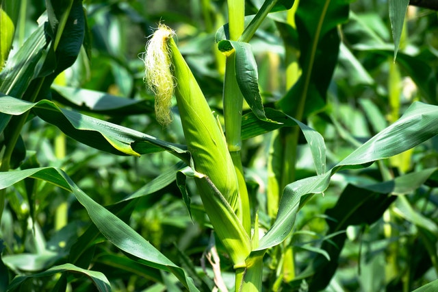 A healthy crop of green corn/maize