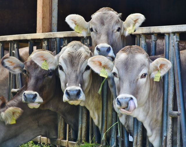 crossbred cattle