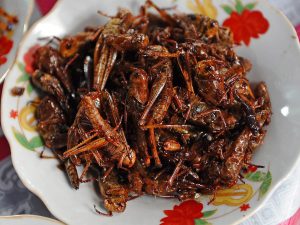 A plate of cooked desert locusts stew