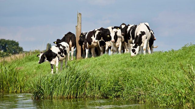 Healthy dairy cattle near clean water and abundant grass