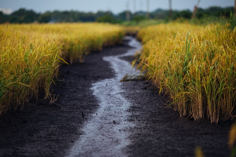 a stream of flood water flowing between a row of paddy rice