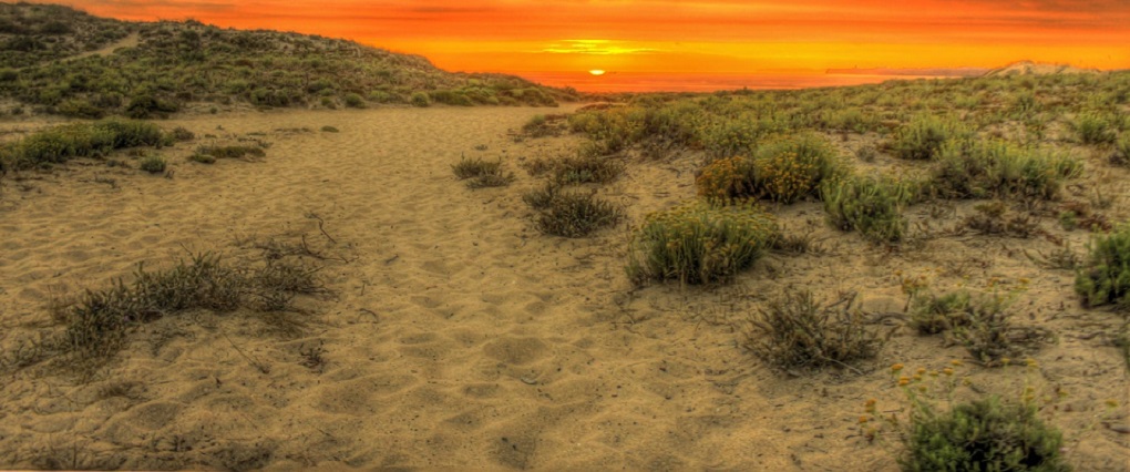 open field sand plains promote desert locusts populations