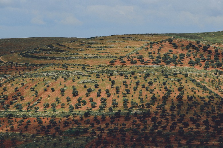 tree planting on a hill side