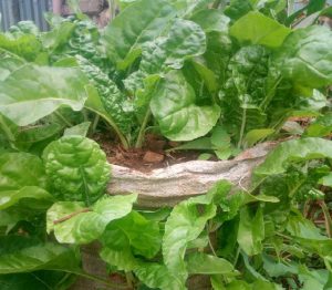 baby spinach vegetables growing on a sack garden
