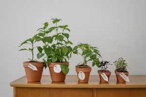 different vegetables growing in brown plastic containers placed on top of wooden furniture