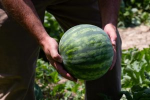 A man harvesting a large water melon fruit