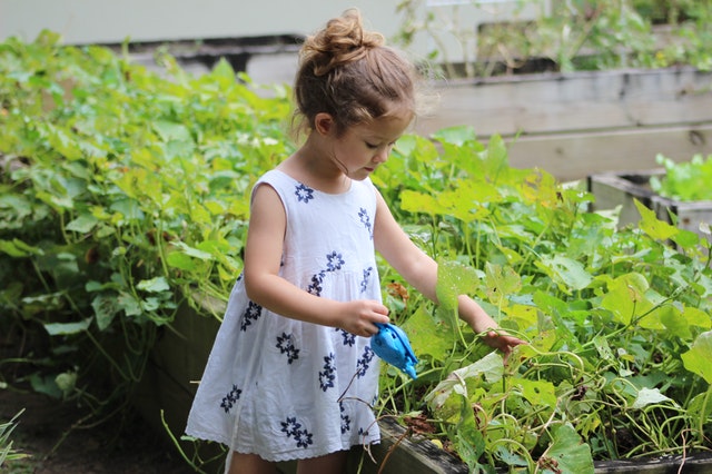 A small girl child on a raised vegetable garden