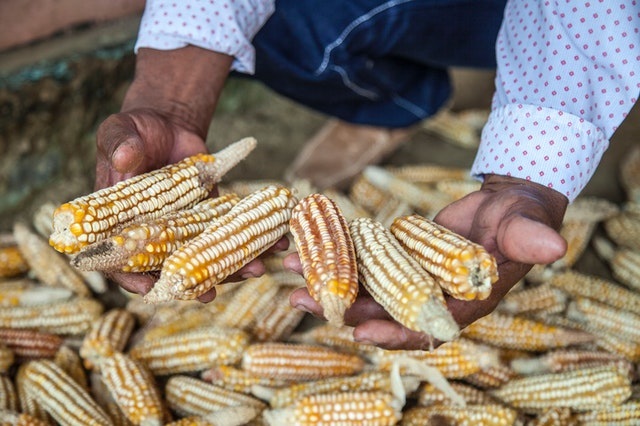 Maize farming in Kenya
