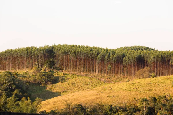 Forestry Business in Kenya