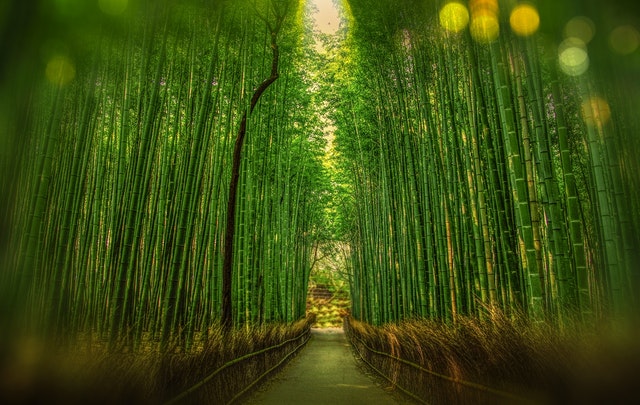 A path inside bamboo trees or forest