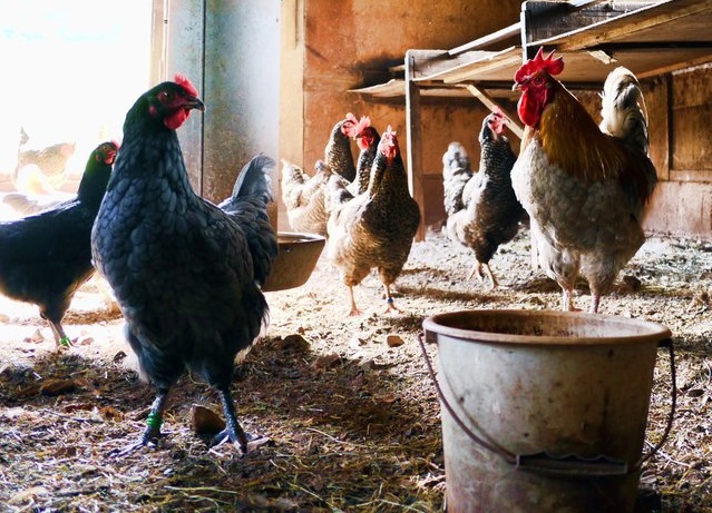 Is improved kienyeji chicken farming in Kenya profitable?