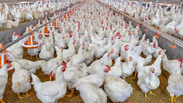 white broiler chicken in a commercial chicken farm