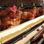 Layers chicken farming in Kenya