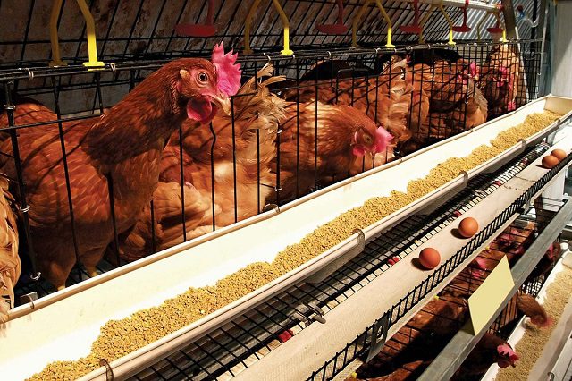 brown layers chicken feeding with eggs on a battery cage