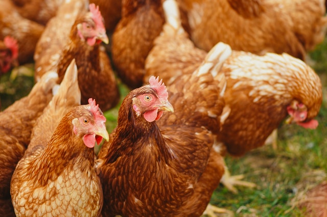 Which are the best chicken breeds in Kenya