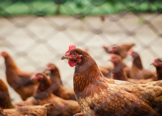 Is Poultry farming in Kenya Profitable?