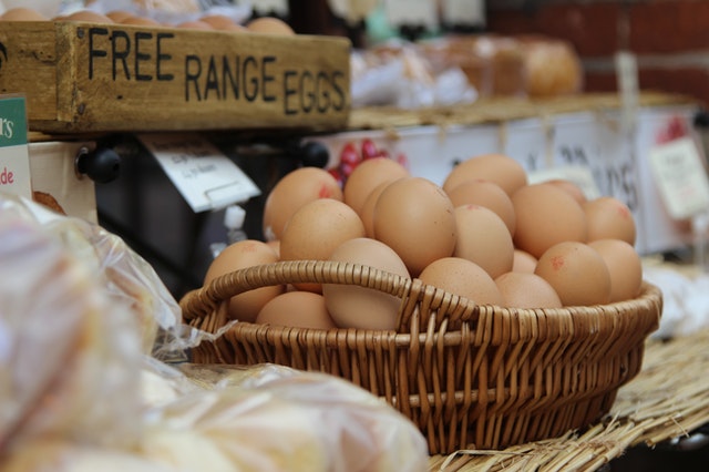 free range chicken farming eggs
