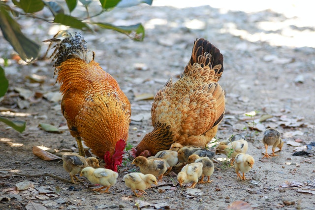 A picture od 2 hens with chicks in a free range chicken farm