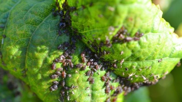 Kales and cabbages infested by aphids