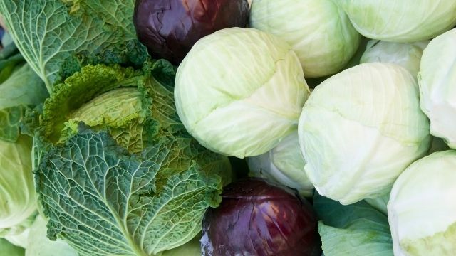 A photo of green, savoy and red cabbages 