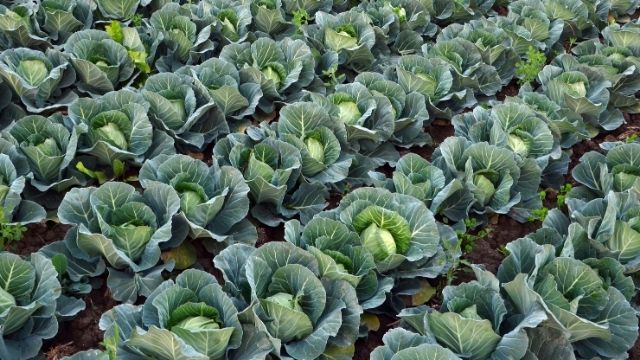 How to grow big cabbages in Kenya