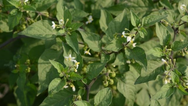 Managu kienyeji vegetables