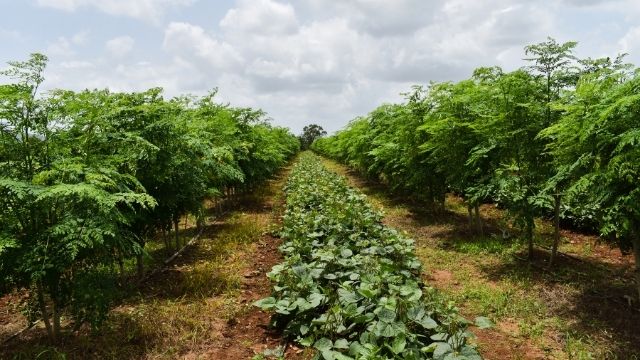 A picture of Legume fodder trees