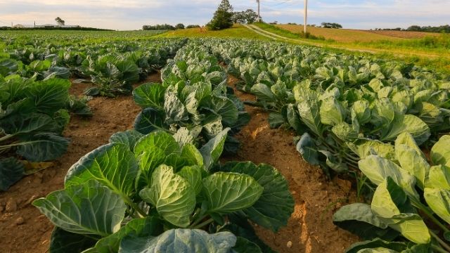 A cabbage farm in rural Kenya