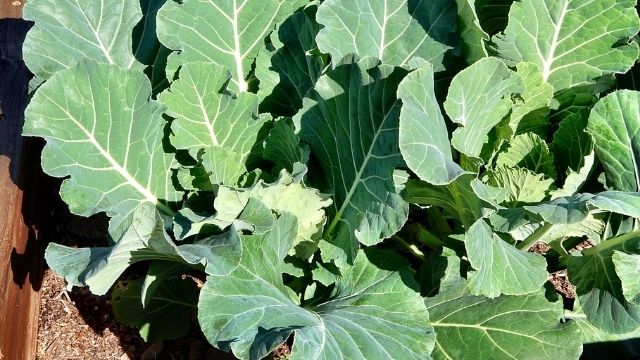 green kales or sukuma wiki vegetables