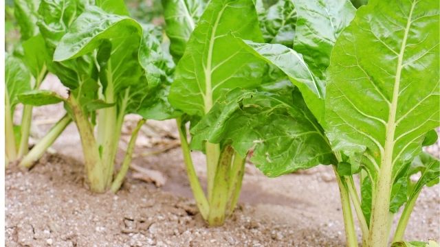 Growing spinach in Kenya