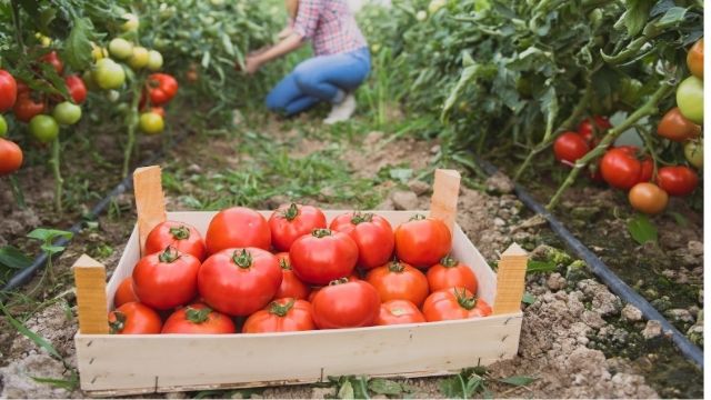 How to make millions farming tomato in Kenya
