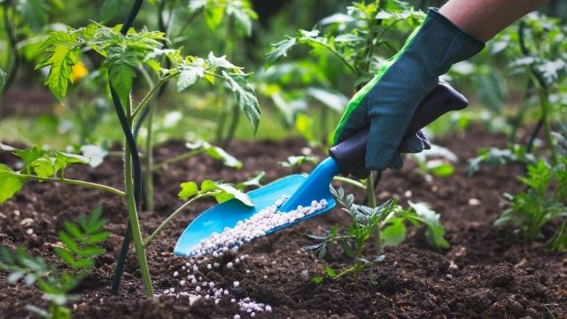 Gloved hand applying top dressing fertilizer to healthy tomato crops