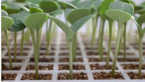 young sprouts/seedlings on seeding tray