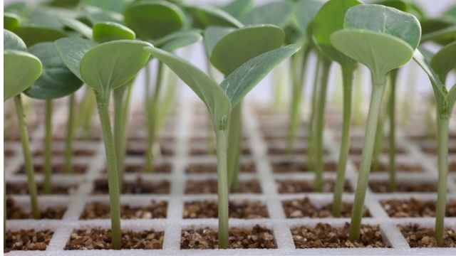 young sprouts/seedlings on seeding tray