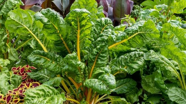 Spinach and swiss chard farming