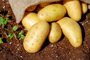 Potato seed Varieties in Kenya