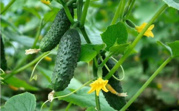 vine vegetable farming (cucurbits)