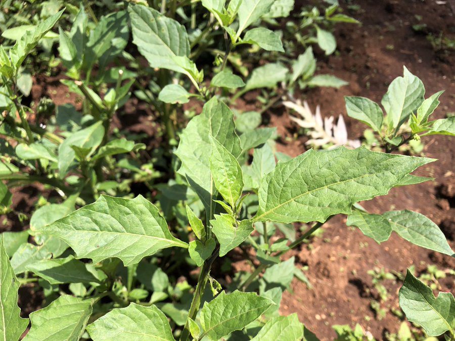 A picture of black night shade or the Managu kienyeji vegetables