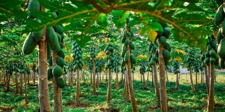 A forest of pawpaw trees with green fruits
