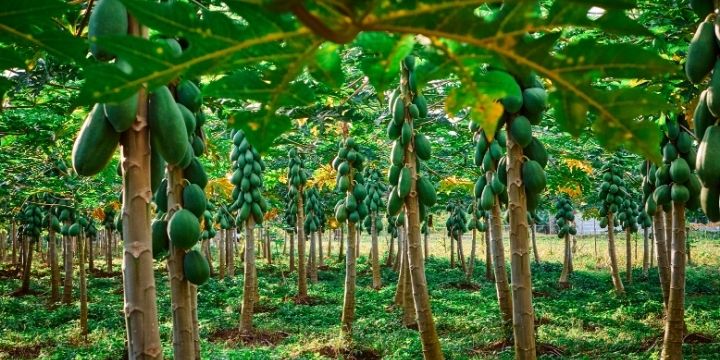 agroforestry is an examples of sustainable farming