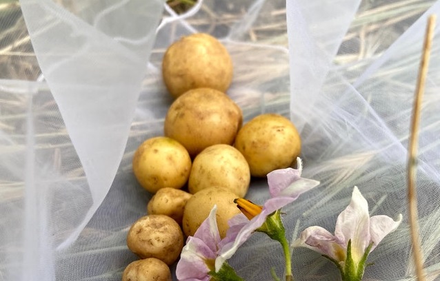 potato varieties in Kenya