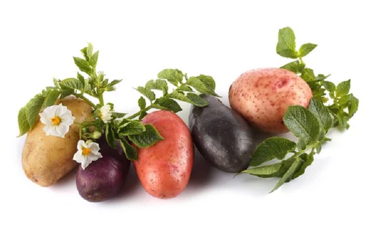 different-color-potatoes-leaves-flowers