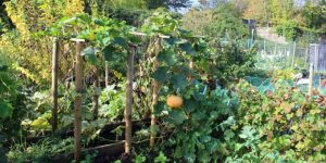 vine vegetable farming (cucurbits)