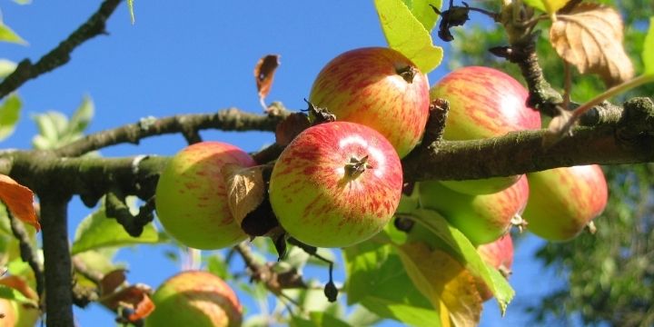 Apple fruits farming in Kenya