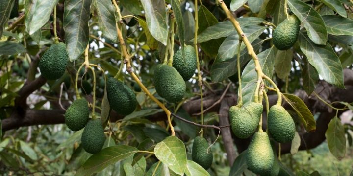 An avocado fruit tree