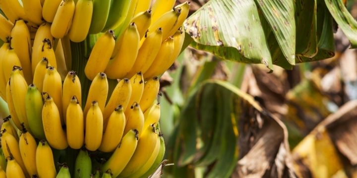 Banana fruits farming in Kenya