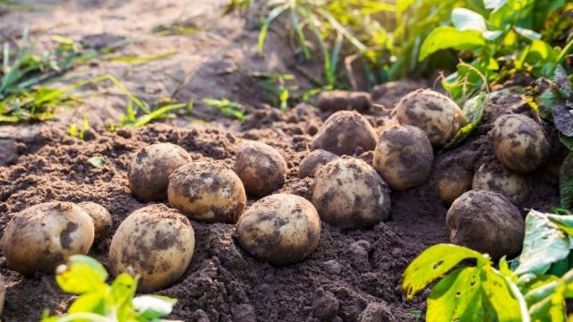 big uprooted potato tubers covered with soil
