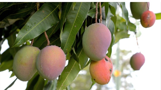 Mango fruits farming in Kenya