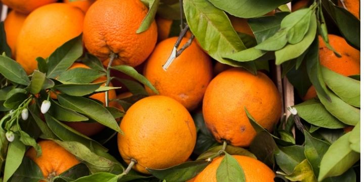 Orange fruits farming in Kenya